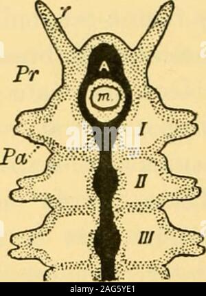 . Rivista trimestrale di microscopiche della scienza. Fig. 1.-Schema del piombo e regione adiacente di un oligo-clia;te Chsetopod. Pr, tlie prostomium; m, la bocca; una, ganglio theprostomial-massa o archicerebrum; I, II, III, coelom ofihe prima, seconda e terza somiti. (Dalla Goodrich, D. J. MICR.Sci., vol. xl, p. 247.) ilG. 2.-Schema della testa e la regione adiacente di un PoljchseteChfetopod. Lettere come in Fig. 1, con l'aggiunta di T, prosto-mial tentacolo; Pa, parapodium. (Dalla Goodrich). La stessa struttura essenziale, ma tlie prostomium può giverise a due o più tentacoli tattili e a th Foto Stock