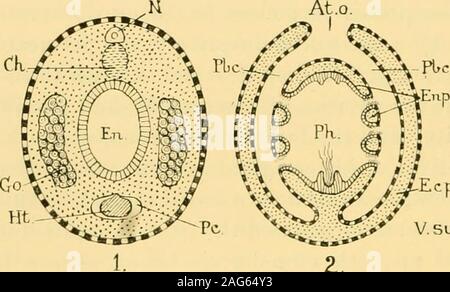 . Rivista trimestrale di microscopiche scienza. e ectoderm, che sarebbe becomeconfluent nella regione dorsale e dar luogo a un flattenedsac, sovrastante l'aspetto dorsale della faringe e aprendo la cavità pericardica di ascidie, essendo formato Ilom la parete ventrale della faringe, può forse essere considerato come un indipendentemente develojied partedell'enteroccele. Si può obiettare che questo termine è già utilizzato da botanici. Ma, connotazione itsbotanical è così diversa da quella, ora proposto, che è unlikelythat eventuali inconvenienti possono verificarsi. 238 GILBERT G. BOURNE. Al exterioi dal Foto Stock