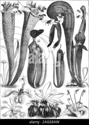 . Scientific American Volume 33 Numero 01 (luglio 1875). t che ha in carico la Eoyal Botanical Gar-tane, a Kew, Eng., in un discorso davanti al british Associa tion, nella recente riunione a Belfast. Il dott. Hooker e Mr.Darwin esaminate molto attentamente e trovato che quando afly è stato catturato, è stata disciolta in un fluido digestivo exactlylike ordinario succo gastrico, e lo stesso è accaduto con ciascuno di carni bovine; ma quando una sostanza minerale è stata posta sullato foglia, non vi era alcuna contrazione. I capelli fini sulla leafclosed delicatamente su un pezzo di gesso umido, ma presto nuovamente aperto,e lo ha respinto. Il experim Foto Stock