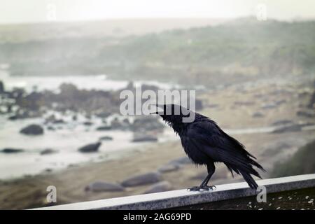 Un corvo nero che perching su una parete di cemento con il bellissima via dell'oceano sullo sfondo Foto Stock
