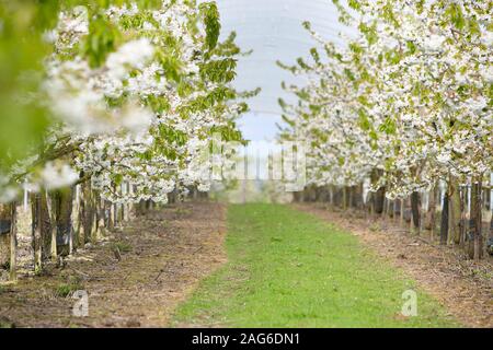 Percorso in frutteto fiancheggiato da alberi di fiori di ciliegio bianco, Inghilterra Foto Stock