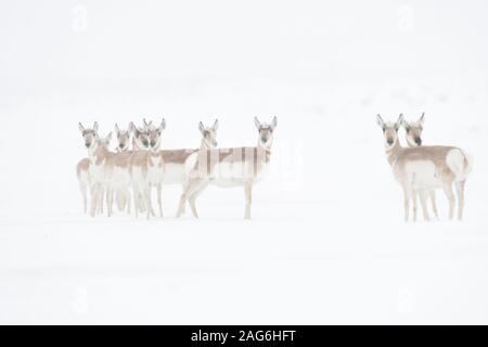 Pronghorns / Gabelboecke / Gabelantilopen ( Antilocapra americana ) in inverno, lavori di soffiaggio della neve, in piedi insieme, guardando attentamente, Yellowstone NP, Foto Stock