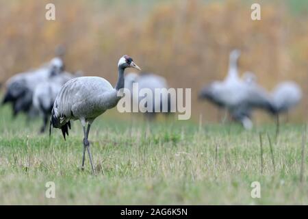 Gru comune / Graukraniche ( grus grus ), in appoggio sui pascoli, su di un prato, durante la migrazione in calo, gli uccelli migratori, fauna selvatica, l'Europa. Foto Stock