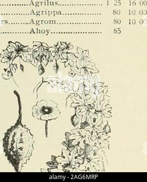 . I prezzi all'ingrosso per il commercio 1903 : vegetali e semi di fiori piante lampadine strumenti, ecc. Balsamo, il Doi ble camellia a fiore. ELECTRO, 50c. Balsamo da Apple. Molto curioso scalatore withornamental fogliame andgolden frutto giallo, whichopens quando sono maturi, mostrando theseed e la sua carmine interno- TEL. CIPHER. OZ. Padiglione auricolare ( Primula), fine miscelati Y% Oz , 40c padiglione auricolare $3 00 Bachelors pulsante, misti (vedere anche la Centaurea) cedere il palloncino 10 Vine (Cardiospermum Halicacabum) Babeau 10 balsami--doppio. $0 4065 Scarlet Spotted.. Solferino luce lilla limone ...blu scuro TEL. CIPHER. Crimson Balatus. Carne Balneum. Il Pin Foto Stock