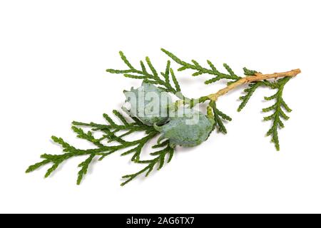 Thuja cinese con coni isolati su bianco Foto Stock