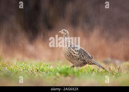 Femmina di fagiano comune Gallina camminando sul prato in Rain Foto Stock