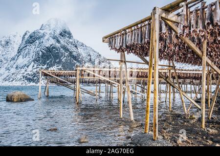 Stoccafisso essiccati appesi in Reine, Isole Lofoten in Norvegia Foto Stock