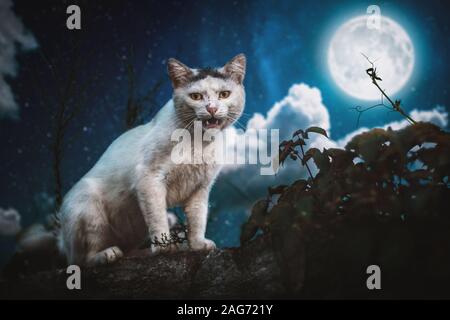 Bellissimo scatto di un gatto bianco arrabbiato seduto sul vagare di notte con la luna piena nel cielo Foto Stock
