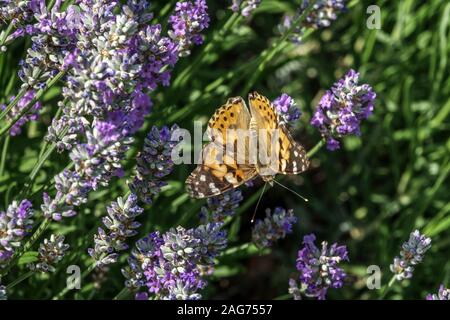 Dipinto di lady Vanessa cardui sulla Lavanda farfalla sulla Flower Garden Foto Stock