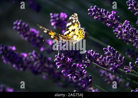 Dipinto di lady Vanessa cardui sulla Lavanda farfalla sulla Flower Garden Foto Stock
