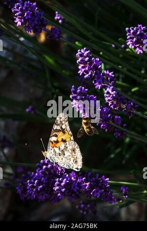 Dipinto di lady Vanessa cardui sulla Lavanda farfalla sulla Flower Garden Foto Stock