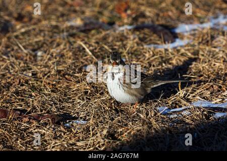 Harris il passero Zonotrichia querula tra erbe e figliata di foglia, Cedar Lake Park, città di Olathe, Kansas, USA, dicembre 2017 Foto Stock