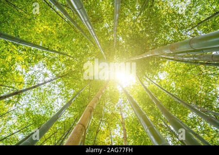 Sole che splende attraverso tree tops nella foresta di bamboo - meditativa scena tranquilla Foto Stock