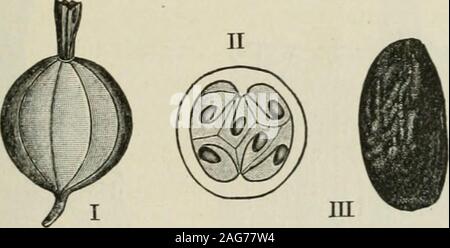 . American journal of pharmacy. Anatomia delle bacche commestibili. 21 sul lato del nucleo del Raphe), ma il seme liberati da questo cappotto è di circa la stessa dimensione di quelle nei ribes, anche se un po' più stretto e morenearly terete. A differenza dell'uva spina europea, la superficie è freefrom spine. Istologia.-pericarpo (i) l'epicarpo e (2) Hypoderm sono praticamente gli stessi del ribes rosso. (3) Mesocarpo.-Questo strato è composto da straordinariamente largecells (spesso da 0 a 5 millimetro di diametro), che sono evidenti ad occhio thenaked e sono separate tra loro da una rete di cellshardly 005 millimetro di diame Foto Stock