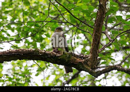 Eurasian sparviero Accipiter nisus maschio con preda in argento betulla Betula pendula albero vicino al luogo di nidificazione in un giardino vicino a Wimborne, Dorset, E Foto Stock