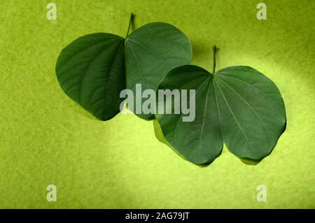 Festival indiano Dussehra, mostrando il Golden Leaf e fiori su sfondo verde. Biglietto di auguri. Foto Stock