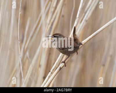 Winter wren Troglodytes troglodytes cantare tra reed comune Phragmites australis, Graylake RSPB Riserva, vicino Othery, Somerset e brughiere, e Foto Stock