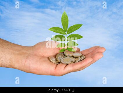 Palm con un albero growng dalla pila di monete Foto Stock