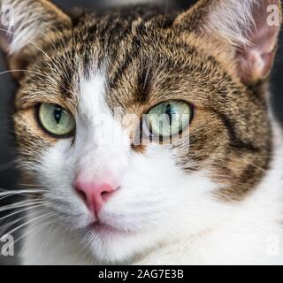 Bella marrone e bianco gatto come dettagliato di close-up shot Foto Stock