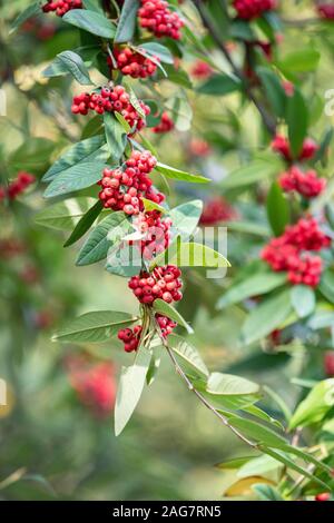 Comune di sambuco rosso, a bacca rossa di bacche di sambuco sul ramo in giardino. Rosso sambuco sui rami in giardino. Rosso sambuco sui rami vicino Foto Stock