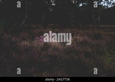 Bellissimo scatto di un campo di lavanda inglese al buio - ottimo per uno sfondo naturale Foto Stock