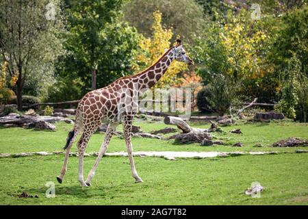 La giraffa passeggiate nella natura tra gli alberi in estate Foto Stock