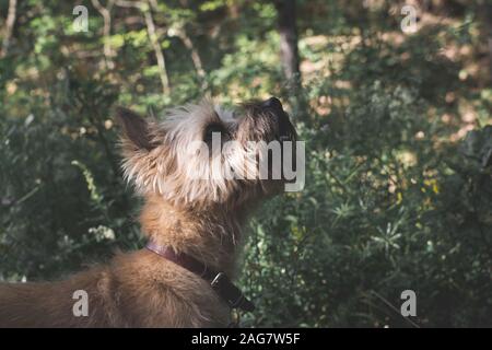 Fuoco selettivo di un carino cane australiano Terrier godendo il giorno nel mezzo di un giardino Foto Stock