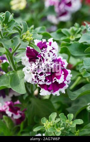 La Petunia F1 piroettare viola fiori bianchi. Foto Stock