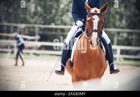 Il cursore scorre un sorrel horse con un punto di colore bianco sul suo fronte che è vestito in abiti sportivi, vicino al recinto del corral, mentre un uomo in Foto Stock