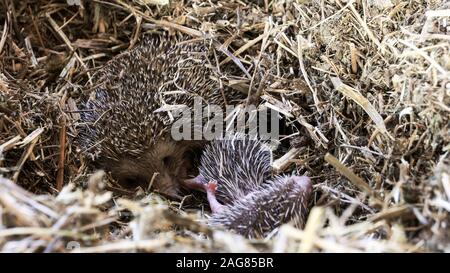 Riccio femmina con i giovani. Bianco del sud-breasted riccio (Erinaceus concolor) (AKA Europeo Orientale Riccio) questo riccio è onnivoro e ha imparato Foto Stock