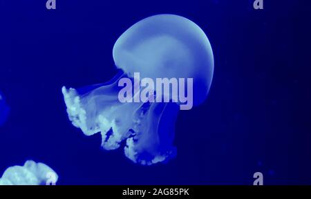 Bella meduse colorate in acquario. Medusa dal mare. Foto Stock