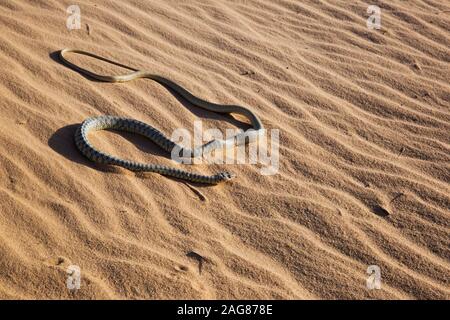 Braid serpente o Jan Il Cliff Racer (Platyceps rhodorachis) è una specie di serpente trovato in Asia centrale e in Medio Oriente. Fotografato in Israele nel De Foto Stock