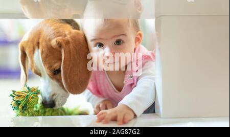 Piccola bambina con il suo cane crawl in stretto spazio sotto il tavolino da caffè Foto Stock