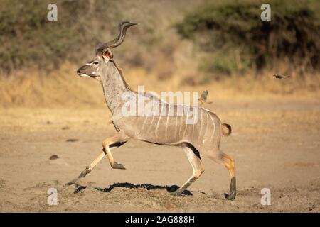 Kudu maschio Bull scappando dal pericolo nel Parco Nazionale di Kruger in Sud Africa Foto Stock