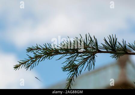 Cedrus deodara, il cedro deodar, cedro Himalayano, o deodar/devdar/devadar/devadaru, è una specie di cedro nativo per il western Himalaya Fotografia Foto Stock