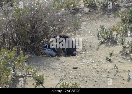 Un Magellanic penguin (Spheniscus magellanicus) colonia di allevamento in Monte Leon national park, Patagonia, Argentina Foto Stock