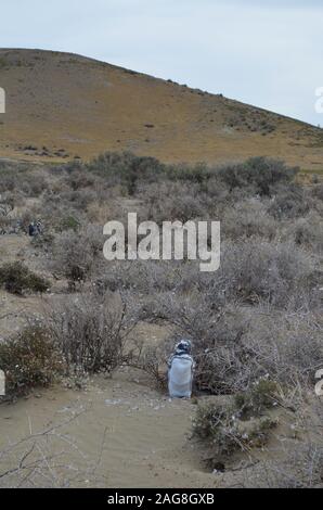 Un Magellanic penguin (Spheniscus magellanicus) colonia di allevamento in Monte Leon national park, Patagonia, Argentina Foto Stock