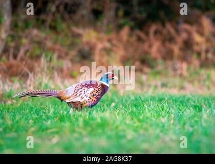 Bello di fagiano con uno splendido piumaggio shot close up con spazio per testo sullo sfondo di bosco Foto Stock