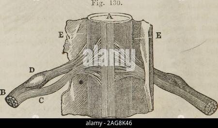 . Un trattato di anatomia, fisiologia e igiene : progettato per college, accademie e famiglie. t*nervo. 7, la terza coppia di nervi. 8, il pons varol,,. 9, Thefourthj"rfnerves 10 la porzione inferiore del midollo allungato. Esso, U, midollo spinale. Spta. nervi. 13, 13, la brachia. plexus. 14, 14, la parte lombare e sacra.plexus. , 758. Quante coppie di nervi rilascio dal midollo spinale ? Spiegare128. Fig. 129. ^^ 342 Anatomia, Fisiologia e igiene. radici ; un anteriore, o il motore principale e una posteriore o sensitiveroot. Ogni nervo, quando esaminate minuziosamente, si è trovato a con-sist di un aggregato Foto Stock