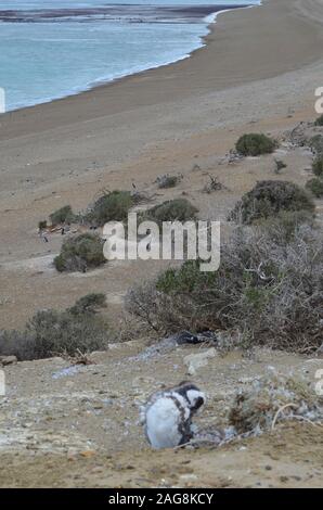 Un Magellanic penguin (Spheniscus magellanicus) colonia di allevamento in Monte Leon national park, Patagonia, Argentina Foto Stock