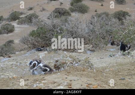 Un Magellanic penguin (Spheniscus magellanicus) colonia di allevamento in Monte Leon national park, Patagonia, Argentina Foto Stock