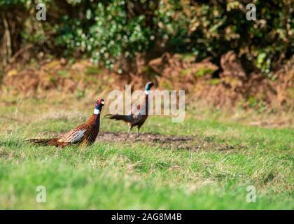 Coppia di fagiano ,uno fuori fuoco a camminare su una giornata d'estate bosco camera di sfondo per il testo e per lo spazio di copia Foto Stock