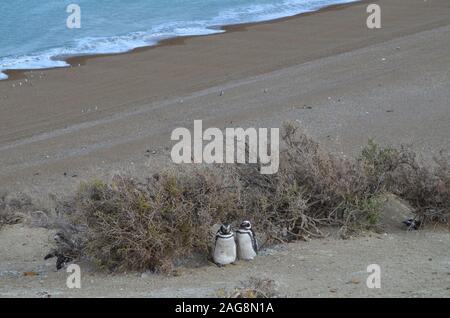 Un Magellanic penguin (Spheniscus magellanicus) colonia di allevamento in Monte Leon national park, Patagonia, Argentina Foto Stock