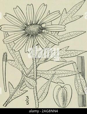 . Una flora illustrata del nord degli Stati Uniti, il Canada e la British possedimenti : da Terranova al parallelo tra il confine meridionale della Virginia e dall'Oceano Atlantico verso ovest per il 102º meridiano. strettamente alato, 2-dentato. In suolo asciutto, Maryland a Tennessee e Missouri,a sud della Florida e della Louisiana. Da giugno a settembre. 5. Silphium laciniatum L. Compass-impianto. Pilot-erbaccia. Fig. 4425.Silphium laciniatum L. Sp. PI. 919. 1753. Ruvida o hispid, molto resinosa ; stelo6°-I2°alta; foglie basali pinnatifid o bipinnatifid,long-petioled, 1° lungo o più lobi ob-lungo o foglie lanceolate; Foto Stock