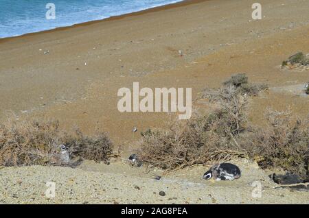 Un Magellanic penguin (Spheniscus magellanicus) colonia di allevamento in Monte Leon national park, Patagonia, Argentina Foto Stock