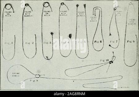 . Prairie agricoltore e la directory di Fulton County, Illinois. nd afterrevolving parte loro modo di aprire, seizeboth estremità del nastro, come mostrato nella figura e trattenere le estremità del nastro mentre il braccio dell'estrattore tira il loop disattivato le bollette-quindi l'estremitàdella band sono tirati attraverso theloop e il nodo è legato. Se theseoperations sono tenute chiaramente in mindthe operatore potrà trovare la sua legatura di Trou-ble notevolmente semplificata. Ogni operatore deve essere in grado totell appena dove la sua difficoltà risiede da ex-amining la mancanza di banda e notingwhere si è trovato. Nella terza illustrazione, figura 1trovati aggrappati alle fatture Foto Stock