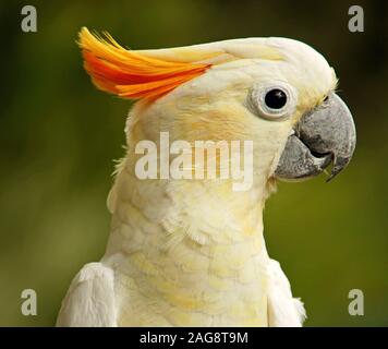 Primo piano di un simpatico cockatoo con creme di zolfo su sfondo sfocato Foto Stock