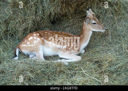 Un Giovane Uomo Allow Deer Rilassante In Un Campo Vicino Montriond Portes Du Soleil Alpi Francesi Francia Foto Stock