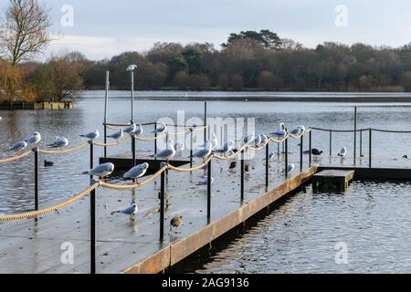 Gabbiani in appoggio su una tavola di legno pontile o molo sul lago di petersfield in Hampshire, Regno Unito Foto Stock