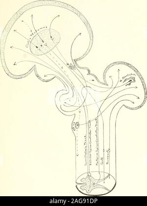 . Un atlante della diagnosi differenziale delle malattie del sistema nervoso (con un fisiologico introduzione); analitico e neurologici semeiological grafici. Sir T. c•^o.Sp;^"."T,..ct- Fig. 34 motori lunghi tratti di proiezione per le lesioni che coinvolgono tali tratti vedere in Fig. 26 262. Fic- 35 sensoriale lungo tratti di proiezione per le lesioni che coinvolgono tali tratti vedere in Fig. 26 263 Gasseriafv OtmyUon. Vnerye-/radice sensoriale//^^ / Lingua Foto Stock